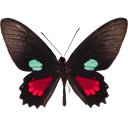 Cattleheart Swallowtail - Parides aeneas icon